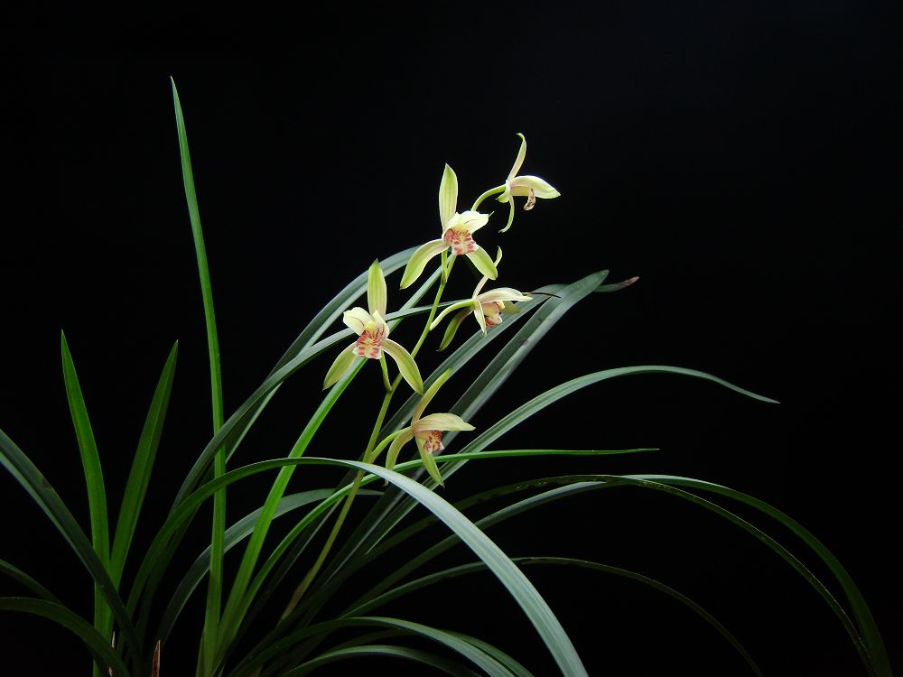 花叶相衬总相宜 兰花摄影的构境之美